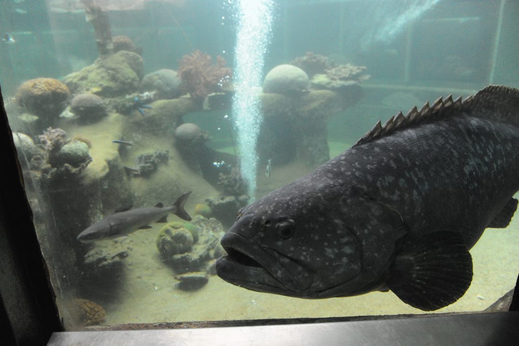 Visit Hervey Bay's Reefworld Aquarium Visit Hervey Bay's Reefworld Aquarium