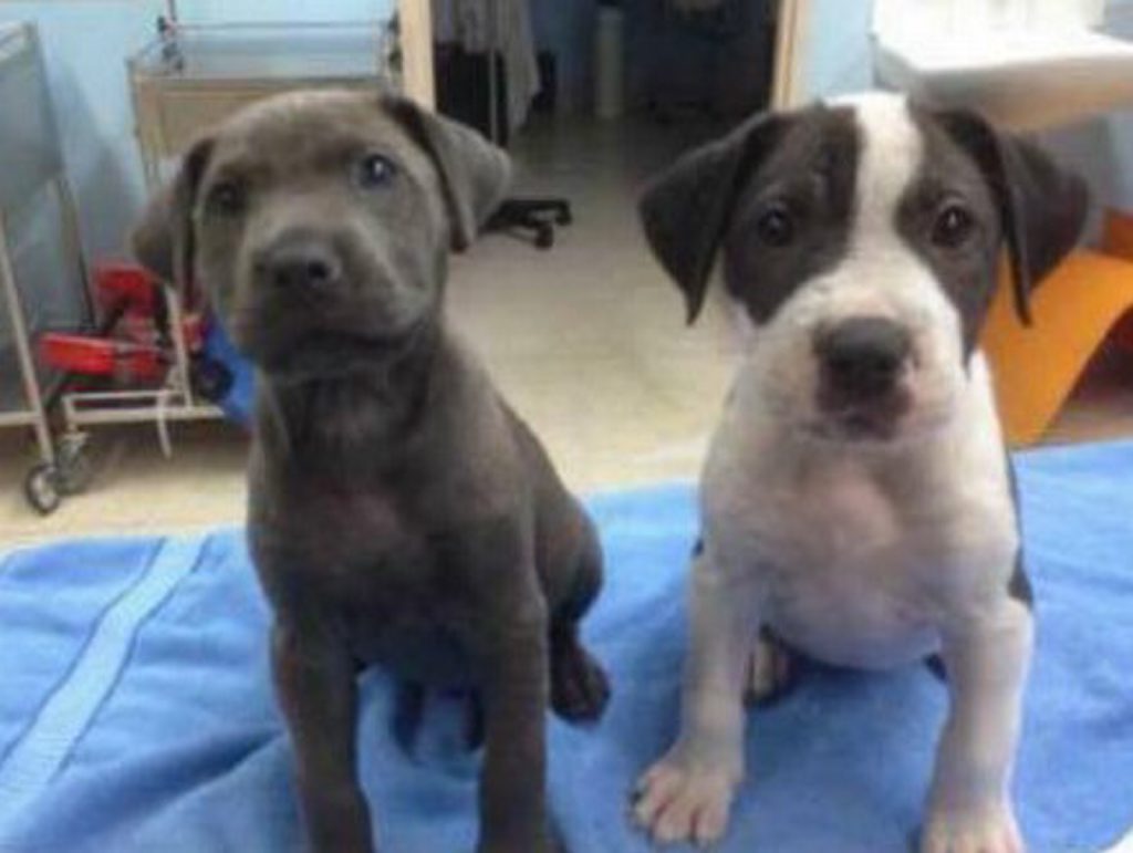 Two puppies that were euthanised. Two puppies that were euthanised.