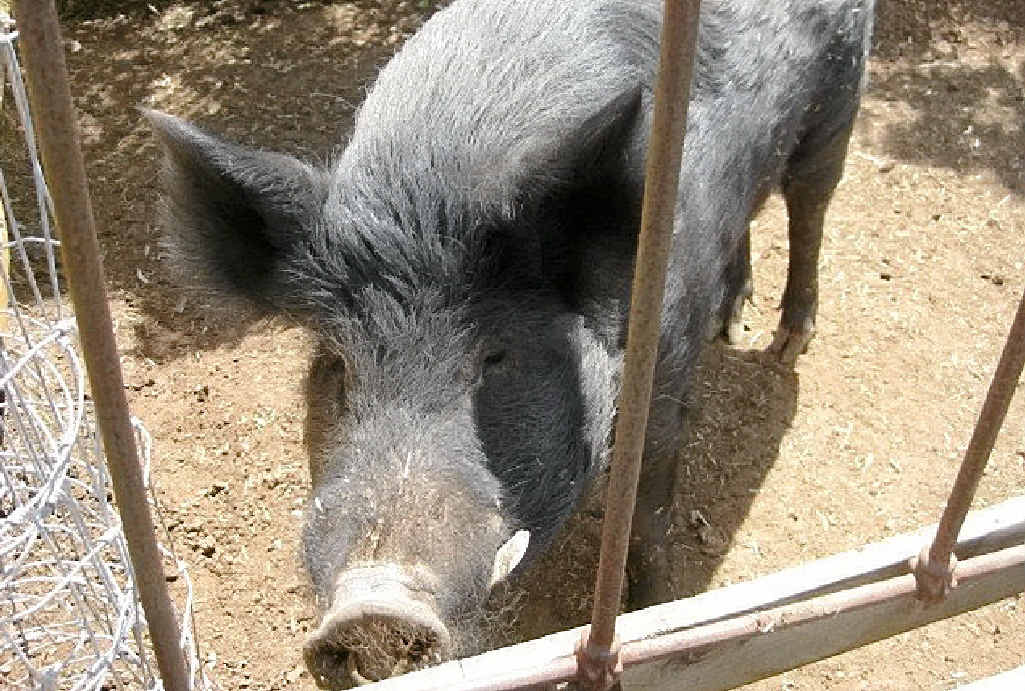 FLYING HIGH: The marijuana eating feral pig found by police on a Meringandan West farm can stay on the property if its owner can acquire the relevant permit by January 22. FLYING HIGH: The marijuana eating feral pig found by police on a Meringandan West farm can stay on the property if its owner can acquire the relevant permit by January 22.