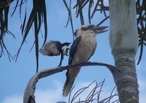 This photo from Stephen Beiger shows a willy wagtail This photo from Stephen Beiger shows a willy wagtail