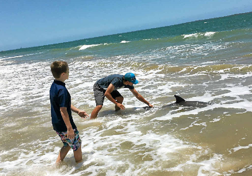 Louis Cattermole taking care of the stranded bottlenose dolphin at Lilleys Beach on Tuesday. Contributed, Barrie Cattermole Louis Cattermole taking care of the stranded bottlenose dolphin at Lilleys Beach on Tuesday. Contributed, Barrie Cattermole