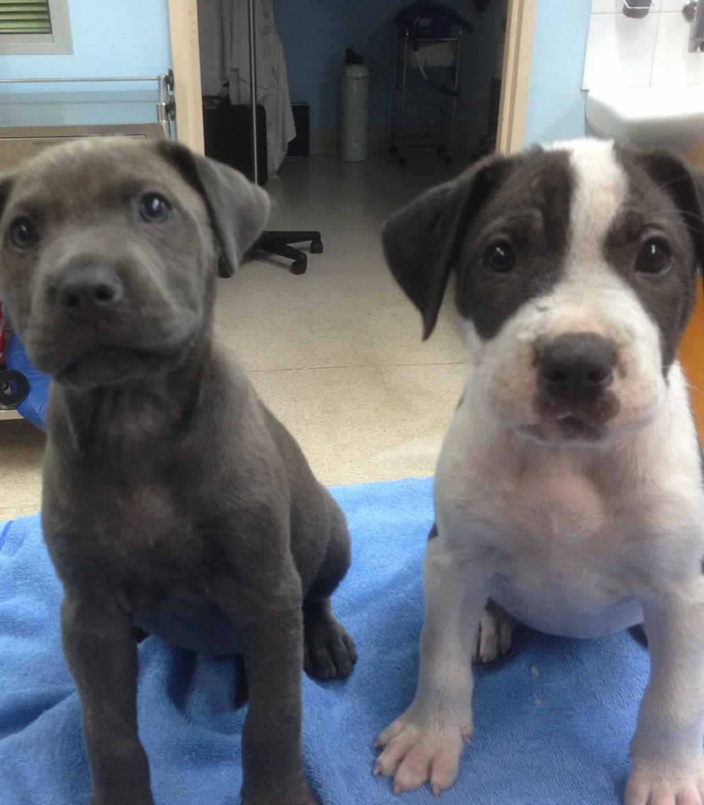 IN VAIN: These two puppies were euthanised after contracting parvovirus, despite rescue organisation Fresh Start offering to pay for treatment. IN VAIN: These two puppies were euthanised after contracting parvovirus, despite rescue organisation Fresh Start offering to pay for treatment.