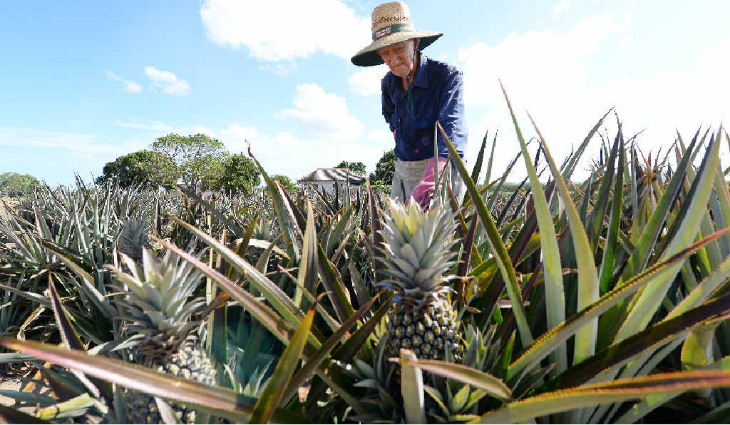 DRY CONDITIONS: Bucasia pineapple farmer Raymond Jenvey is hoping for rain sooner rather than later after a dry year for farmers. DRY CONDITIONS: Bucasia pineapple farmer Raymond Jenvey is hoping for rain sooner rather than later after a dry year for farmers.
