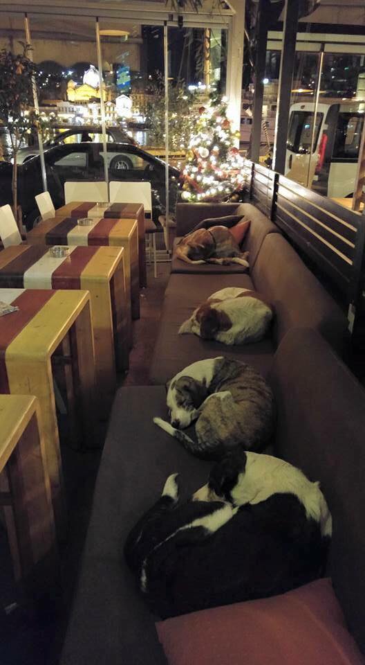 Stray dogs are being allowed into this closed cafe to ensure they are safe and warm in the evenings. Stray dogs are being allowed into this closed cafe to ensure they are safe and warm in the evenings.