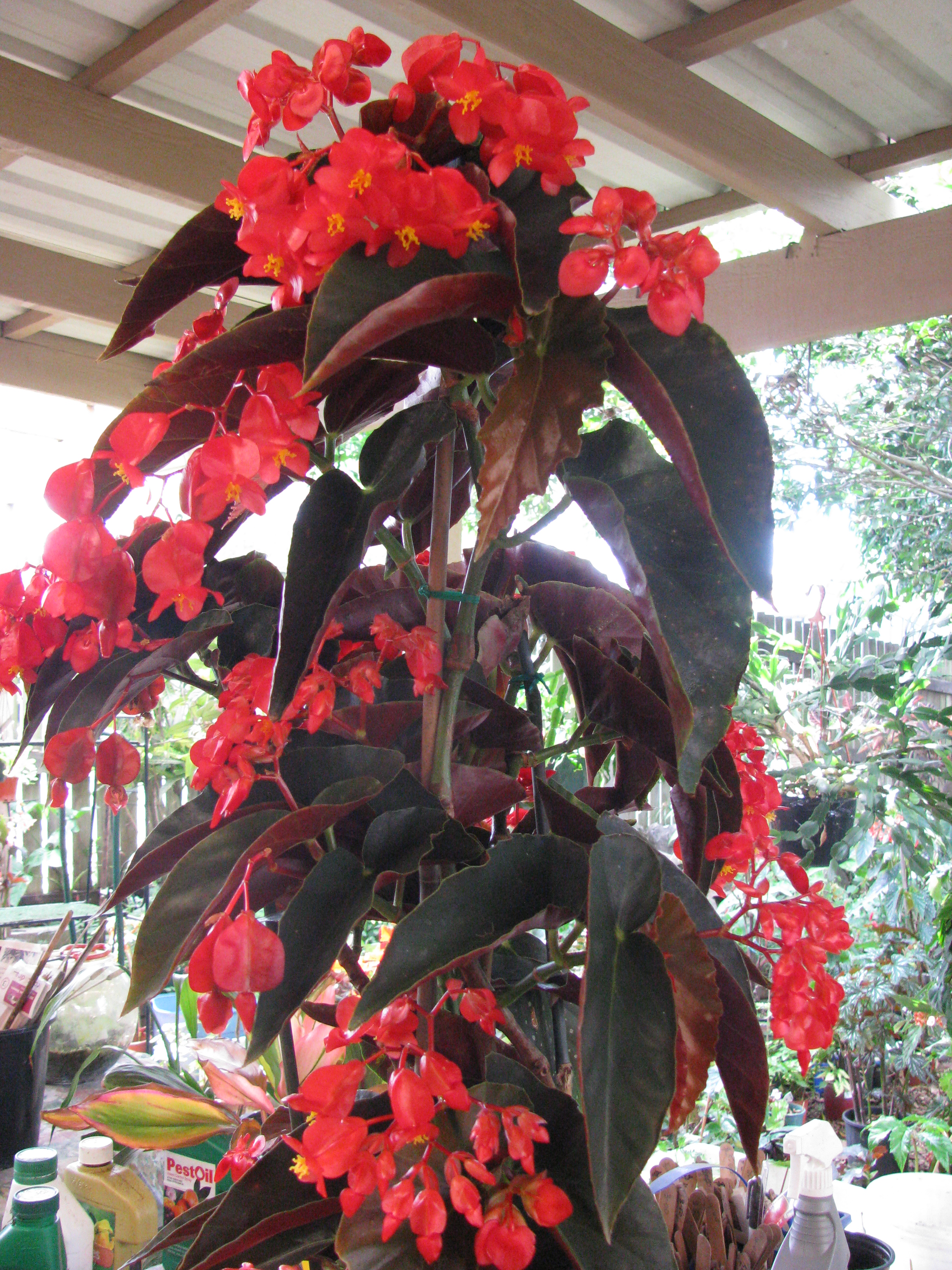 Begonias in the New Year