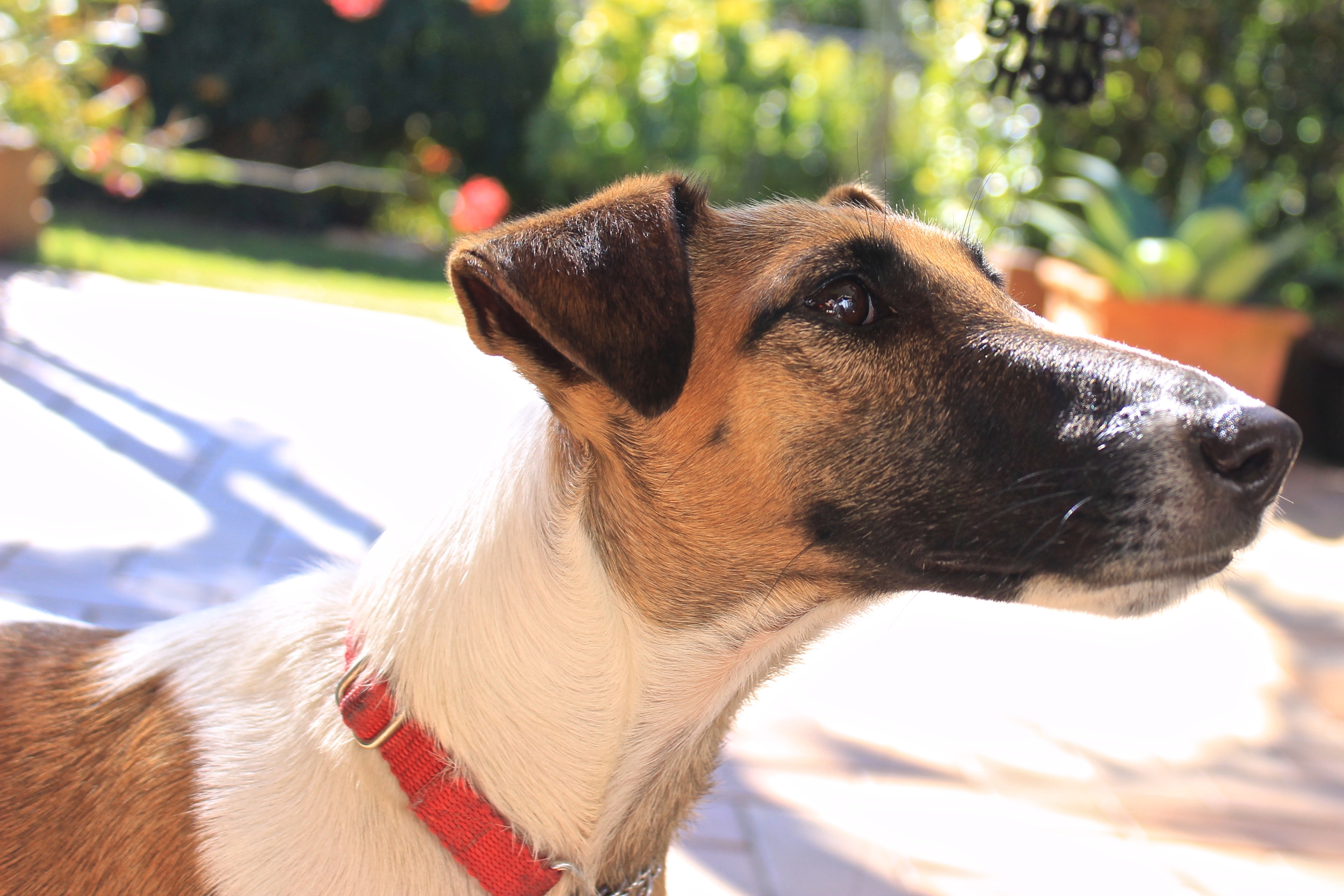 Ivy the fox terrier was adopted after being abandoned at the pound by breeders. Ivy the fox terrier was adopted after being abandoned at the pound by breeders.