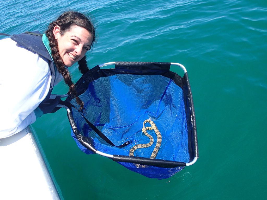 Mackay's Blanche D'Anastasi releases at sea snake at Shark Bay, Western Australia. Photo: Jordy Thompson. Mackay's Blanche D'Anastasi releases at sea snake at Shark Bay, Western Australia. Photo: Jordy Thompson.