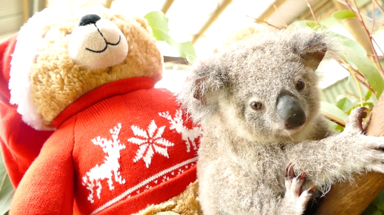 Bon Bon the Christmas koala joey is celebrating his first birthday with friends Tim Tam, Lamington and his favourite trainer Mandji from the Rainforestation Nature Park in Kuranda Bon Bon the Christmas koala joey is celebrating his first birthday with friends Tim Tam, Lamington and his favourite trainer Mandji from the Rainforestation Nature Park in Kuranda