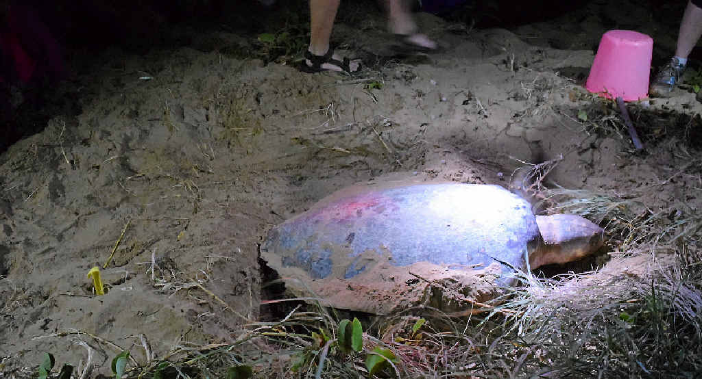 A turtle laying eggs at Mon Repos beach this month. The first baby turtles will start to hatch in January. A turtle laying eggs at Mon Repos beach this month. The first baby turtles will start to hatch in January.