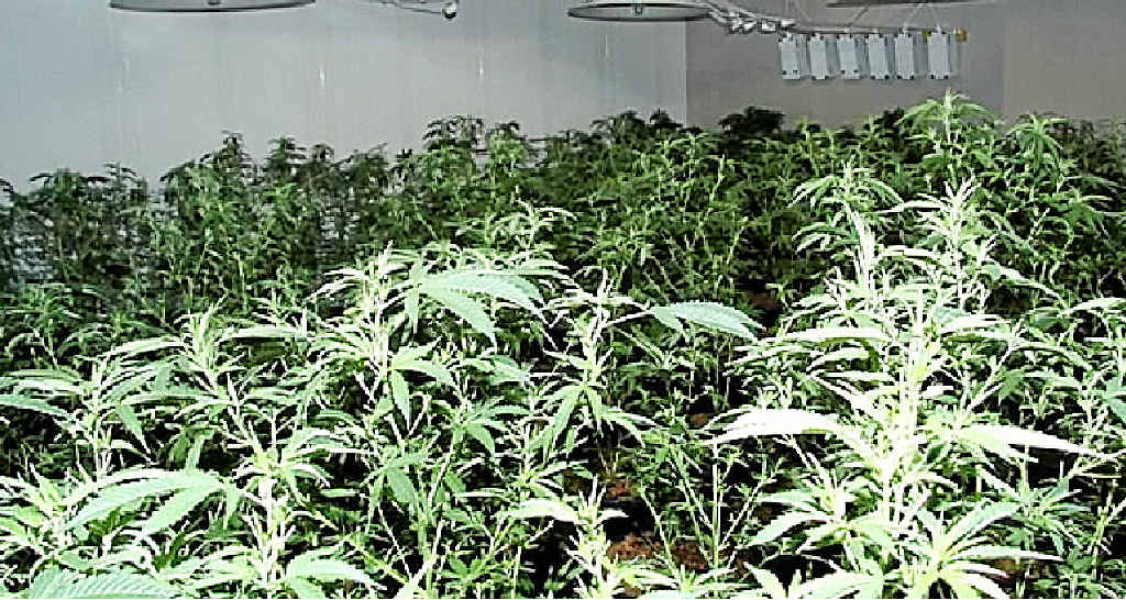 LEGAL ACCESS: A Queensland Government decision to fund a trail for terminally and seriously ill patients to access medicinal cannabis is a step in the right direction. LEGAL ACCESS: A Queensland Government decision to fund a trail for terminally and seriously ill patients to access medicinal cannabis is a step in the right direction.