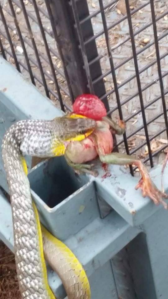A common tree snake ran into a bit of trouble trying to eat a frog. A common tree snake ran into a bit of trouble trying to eat a frog.
