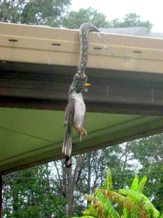 This snake attempts to bite off more than it can chew. This snake attempts to bite off more than it can chew.