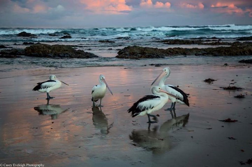 Casey Eveleigh's photo. Casey Eveleigh's photo.