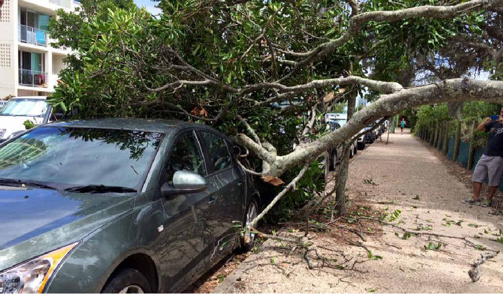 CRUNCH: A Maroochydore tree made a spectacular landing, thankfully without causing injury. CRUNCH: A Maroochydore tree made a spectacular landing, thankfully without causing injury.