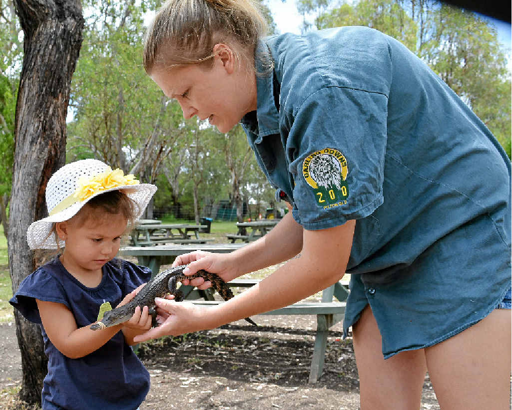 MEETING THE WILDLIFE: Darling Downs Zoo staff introduce visitors, including three-year-old Mia Boshoff, to a one-year-old crocodile. MEETING THE WILDLIFE: Darling Downs Zoo staff introduce visitors, including three-year-old Mia Boshoff, to a one-year-old crocodile.