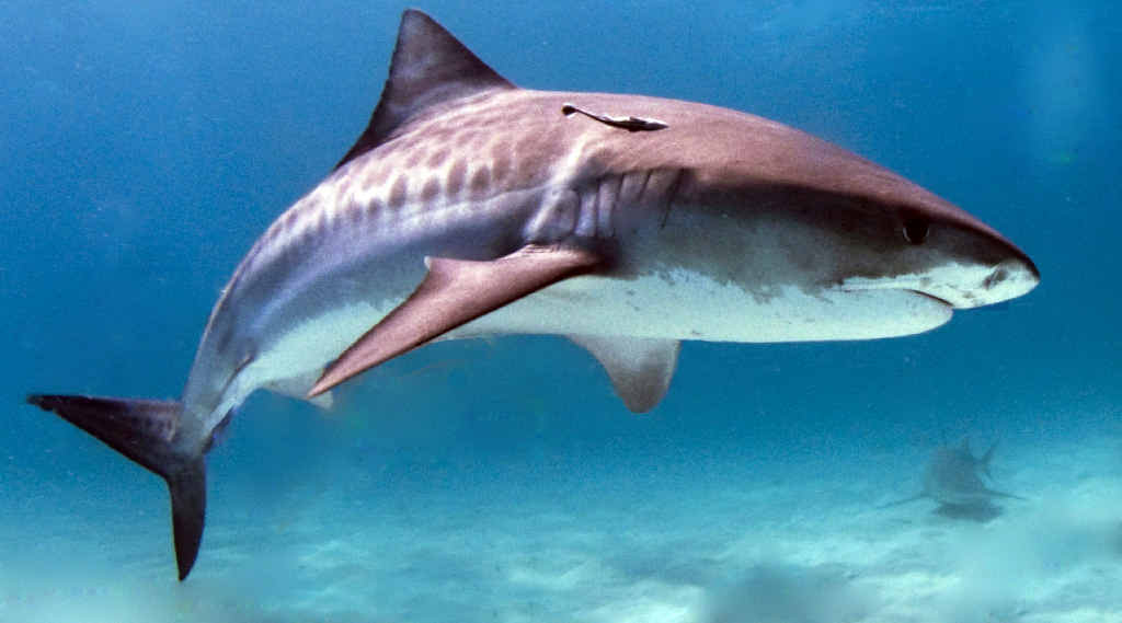 Sea Shepherd calling for rethink on shark nets Sea Shepherd calling for rethink on shark nets