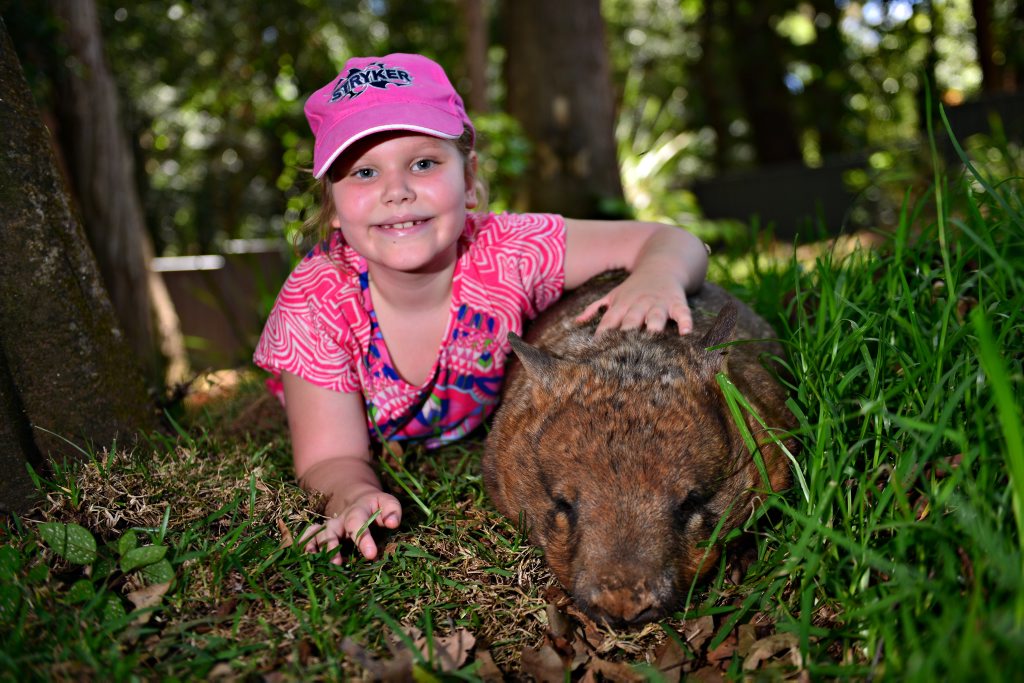 Ava Bradshaw at Queensland Zoo with Grotte, a Southern Hairy Nose Wombat. Ava Bradshaw at Queensland Zoo with Grotte, a Southern Hairy Nose Wombat.