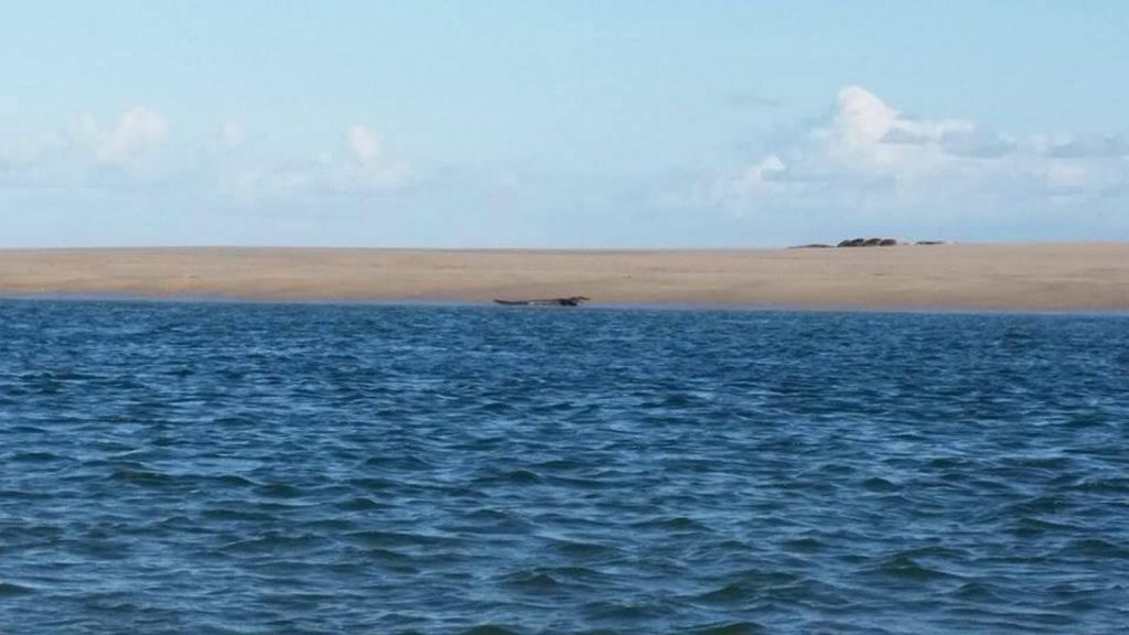 The photo of what a local man claimed was a croc at Elliott Heads. The photo of what a local man claimed was a croc at Elliott Heads.