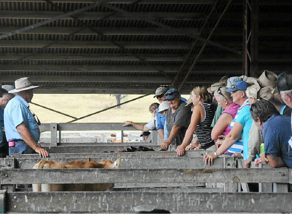 NEW YEAR, NEW OUTLOOK: Bill Hallas sells to a crowd of buyers at Gatton Saleyards in previous years. NEW YEAR, NEW OUTLOOK: Bill Hallas sells to a crowd of buyers at Gatton Saleyards in previous years.