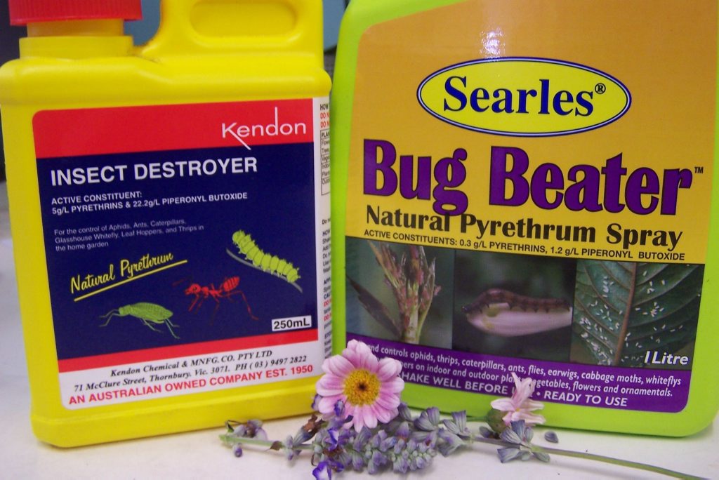Pyrethrum provides safer pest control Sunshine Coast Daily