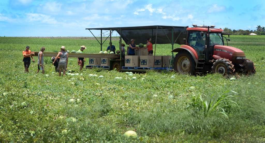 RURAL IMAGES: Watermelon harvesting along Bargara Road near the Hummock. Photo: Mike Knott / NewsMail RURAL IMAGES: Watermelon harvesting along Bargara Road near the Hummock. Photo: Mike Knott / NewsMail