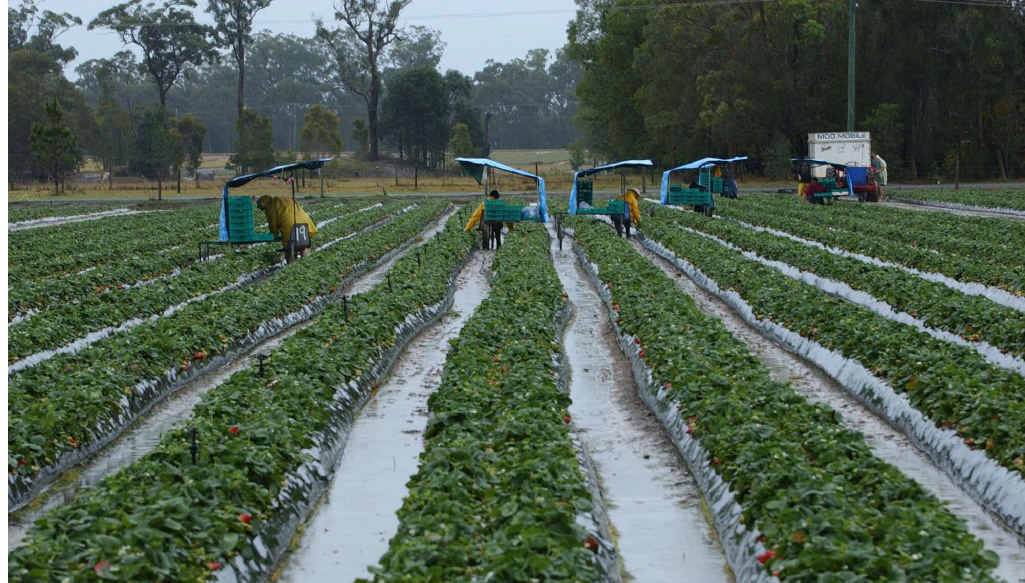 A fruit and vegetable picking firm is accused of ripping off workers. A fruit and vegetable picking firm is accused of ripping off workers.