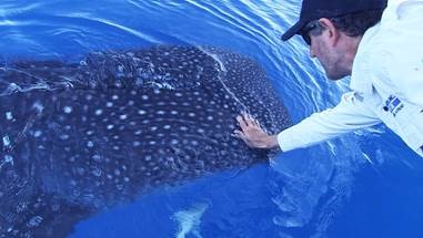 The whale shark comes close enough for a pat. The whale shark comes close enough for a pat.