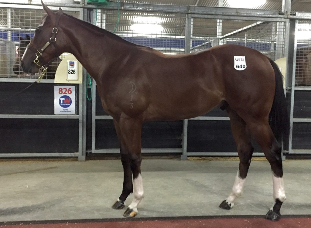 A colt from Daandine at Goomburra sold for $175,000 at the Magic Millions Sale at the Gold Coast last year. The stud sold another yesterday for $200,000. A colt from Daandine at Goomburra sold for $175,000 at the Magic Millions Sale at the Gold Coast last year. The stud sold another yesterday for $200,000.