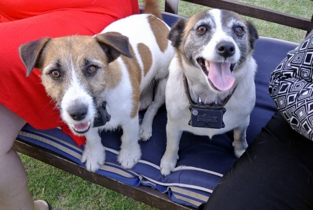 Sonya Richardson's purebred jack russels Jacko and Roxy have been missing since December 12. Photo Contributed Sonya Richardson's purebred jack russels Jacko and Roxy have been missing since December 12. Photo Contributed