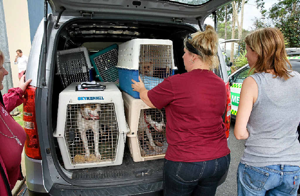 FULL HOUSE: Staff from the K9 Rescue Group prepare to take dogs evacuated from the bushfire-hit town Waroona to a shelter in Mandurah. FULL HOUSE: Staff from the K9 Rescue Group prepare to take dogs evacuated from the bushfire-hit town Waroona to a shelter in Mandurah.