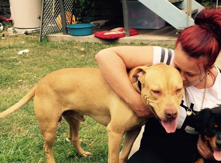 Jango is two years old and has been missing for two days. Jango is two years old and has been missing for two days.