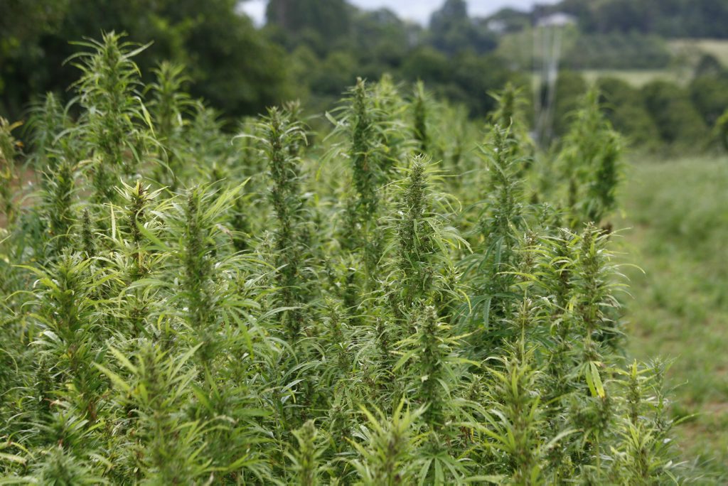 HEMP FARM: Jannean Dean said hemp was easy to grow and two crops could be harvested from the plant each year. HEMP FARM: Jannean Dean said hemp was easy to grow and two crops could be harvested from the plant each year.