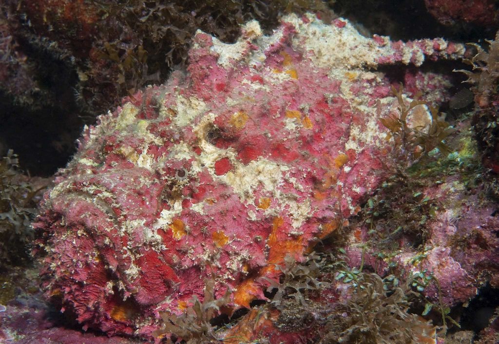Residents wading in the region's waterways should keep watch for the highly-toxic sting of a stonefish after two incidents in Brisbane at the weekend. Residents wading in the region's waterways should keep watch for the highly-toxic sting of a stonefish after two incidents in Brisbane at the weekend.