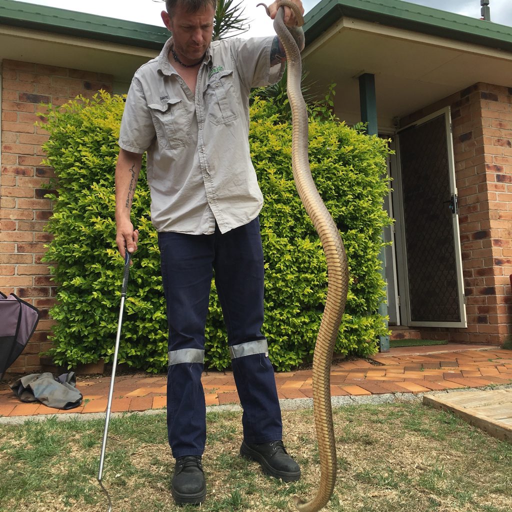 Dave Wiedman shows a 2.1m brown snake caught at Murphys Creek. Photo Contributed Dave Wiedman shows a 2.1m brown snake caught at Murphys Creek. Photo Contributed