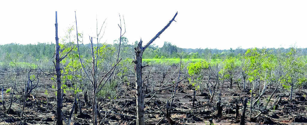 Inundation of disused farmland on Yandina Creek has created a birdlife wetlands, prompting a push to declare it a reserve. Inundation of disused farmland on Yandina Creek has created a birdlife wetlands, prompting a push to declare it a reserve.