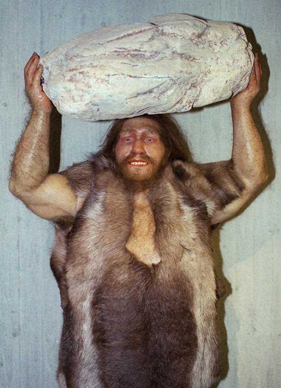 According to research reported in the Friday, May 6, 2010 edition of the journal Science, between 1 percent and 4 percent of genes in people from Europe and Asia trace back to Neanderthals. According to research reported in the Friday, May 6, 2010 edition of the journal Science, between 1 percent and 4 percent of genes in people from Europe and Asia trace back to Neanderthals.