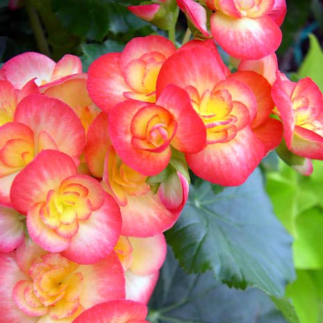Begonias on Parade in Brisbane