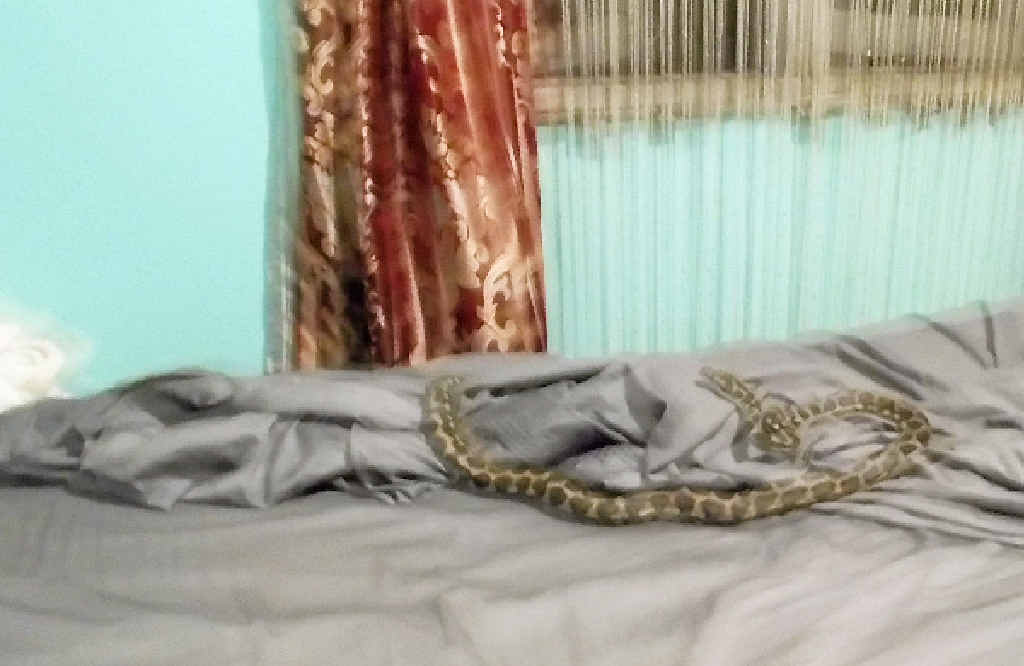 SNAKE! Yikes, the snake that crawled across Diana Chadwick’s legs while she was sleeping. SNAKE! Yikes, the snake that crawled across Diana Chadwick’s legs while she was sleeping.