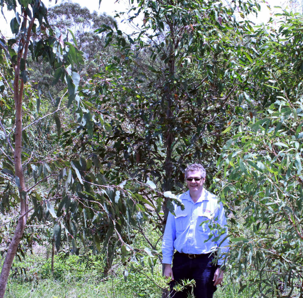THRIVING: Powerlink Environmental Strategist Chris Delamont inspects what were saplings in 2014 (inset) under the $1 million Grandchester Koala Offset Project. THRIVING: Powerlink Environmental Strategist Chris Delamont inspects what were saplings in 2014 (inset) under the $1 million Grandchester Koala Offset Project.