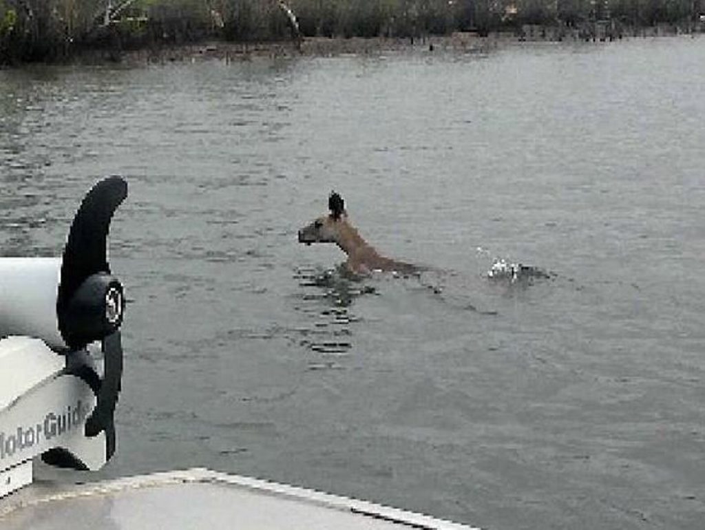 Skippy goes for a swim Skippy goes for a swim