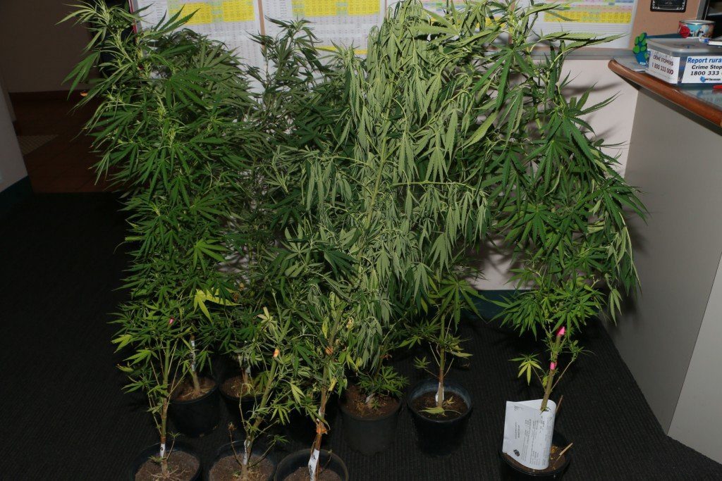 Nine cannabis plants seized in Telina on Tuesday. Nine cannabis plants seized in Telina on Tuesday.