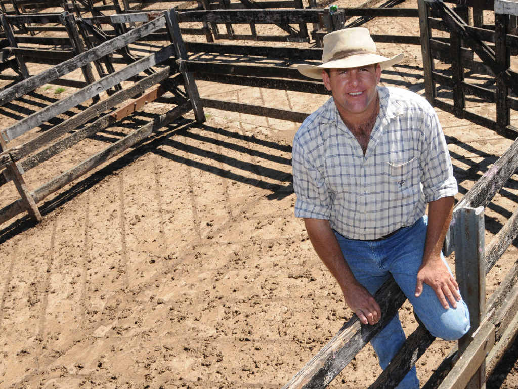 Auctioneer and stock agent Dan Sullivan reports plenty of interest at his first Gympie sale of the year this week. Auctioneer and stock agent Dan Sullivan reports plenty of interest at his first Gympie sale of the year this week.