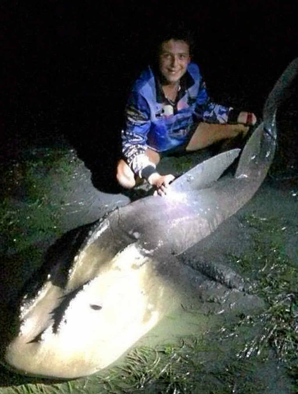 BOWMOUTH GUITARFISH: Caught by Steven Murphy on Bribie. BOWMOUTH GUITARFISH: Caught by Steven Murphy on Bribie.