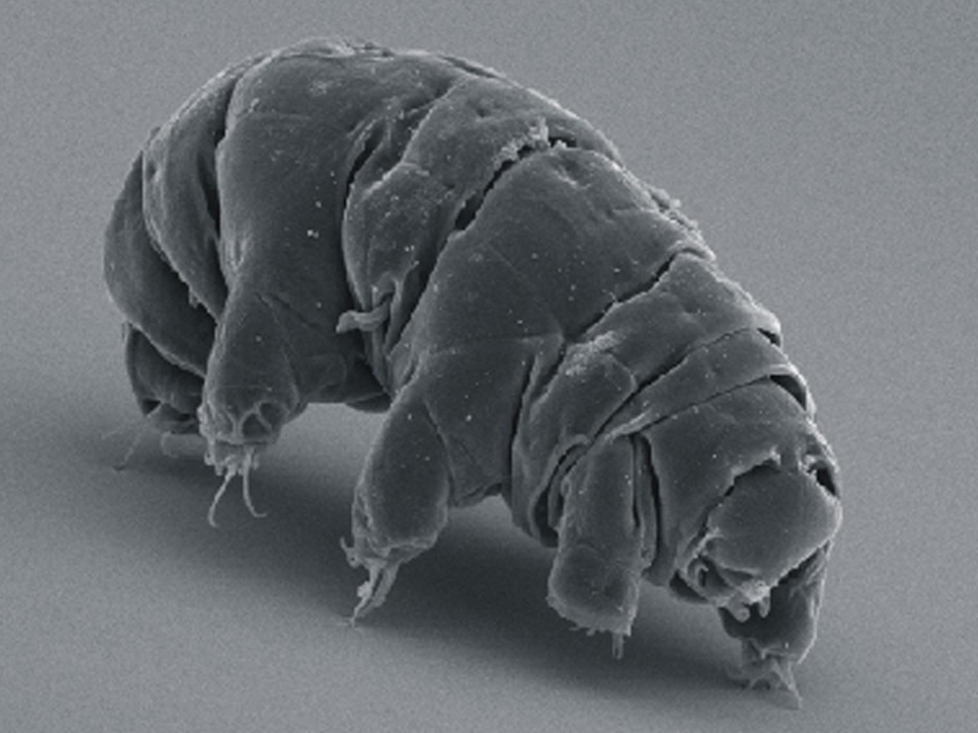 Tardigrades are also known as 'water bears' or 'moss piglets' Tardigrades are also known as 'water bears' or 'moss piglets'