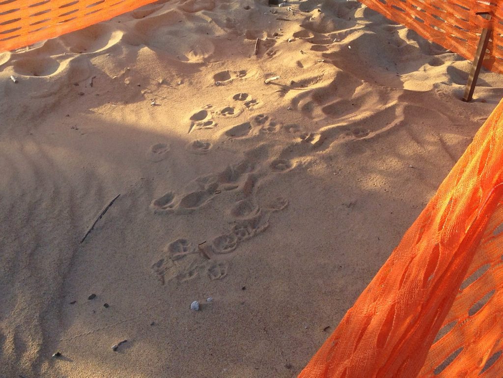 The turtle nest at Tannum Sands was disturbed by a dog overnight - but the eggs are still ok and are yet to hatch. Photo Tegan Annett / The Observer The turtle nest at Tannum Sands was disturbed by a dog overnight - but the eggs are still ok and are yet to hatch. Photo Tegan Annett / The Observer