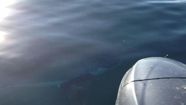 The shark spotted by Malcolm White at North Haven on Sunday. Picture: Malcolm White/Facebook The shark spotted by Malcolm White at North Haven on Sunday. Picture: Malcolm White/Facebook