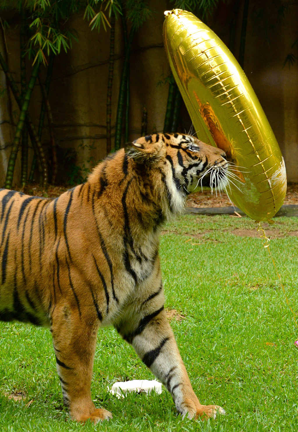 UNPERTURBED: Ranu looks at his reflection in the balloon. UNPERTURBED: Ranu looks at his reflection in the balloon.