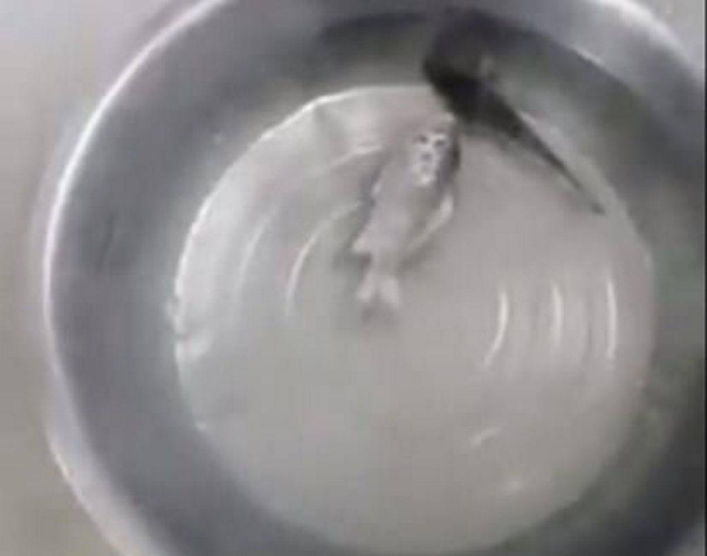 The fish lies motionless in the water. The fish lies motionless in the water.