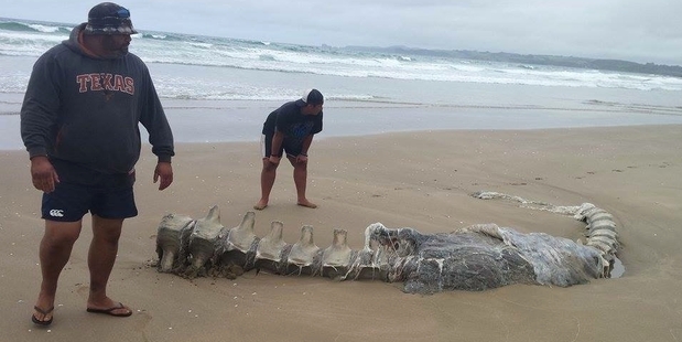 Gerrard Martin, left, and Vance Tua of Takou Bay check out the little that remains of a whale after a great white feasted on its carcass. Photo / Zaelich Tua-Mrkusich Gerrard Martin, left, and Vance Tua of Takou Bay check out the little that remains of a whale after a great white feasted on its carcass. Photo / Zaelich Tua-Mrkusich