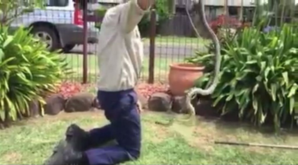 The carpet python wriggles to get loose. The carpet python wriggles to get loose.